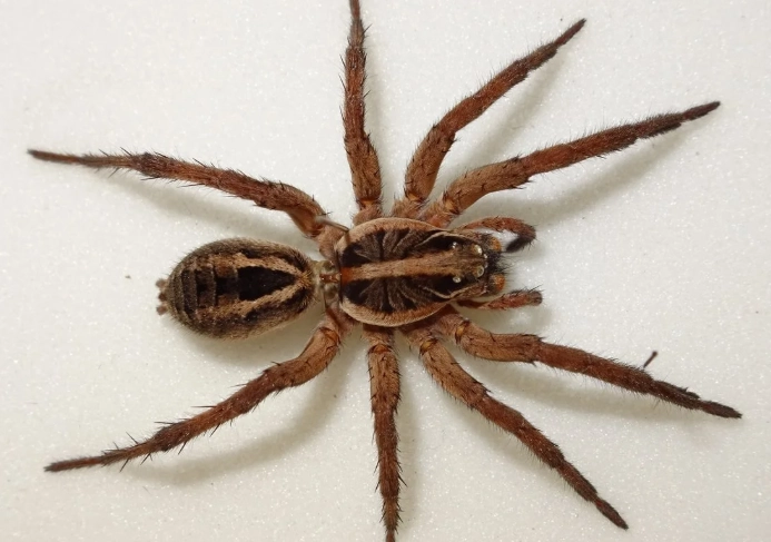 kansas wolf spider