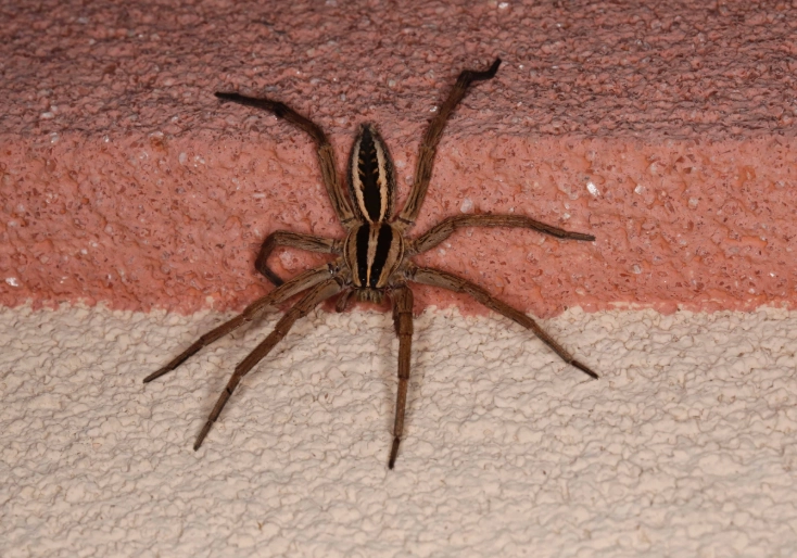 brown wolf spider identification