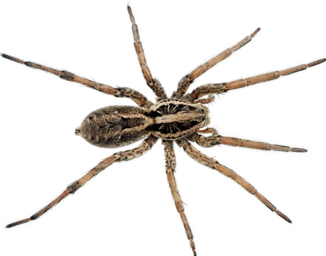 kansas wolf spider