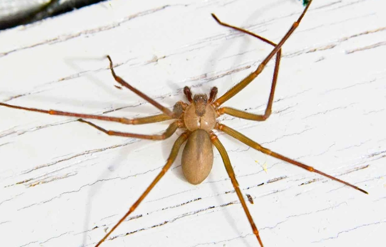 wolf spider vs brown recluse
