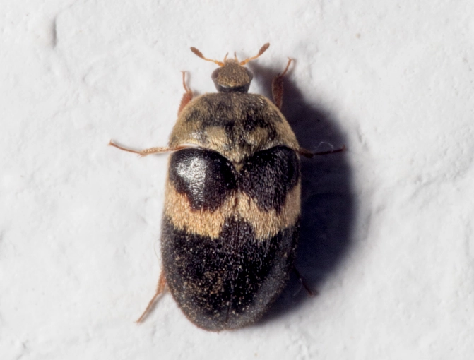 carpet beetle damage