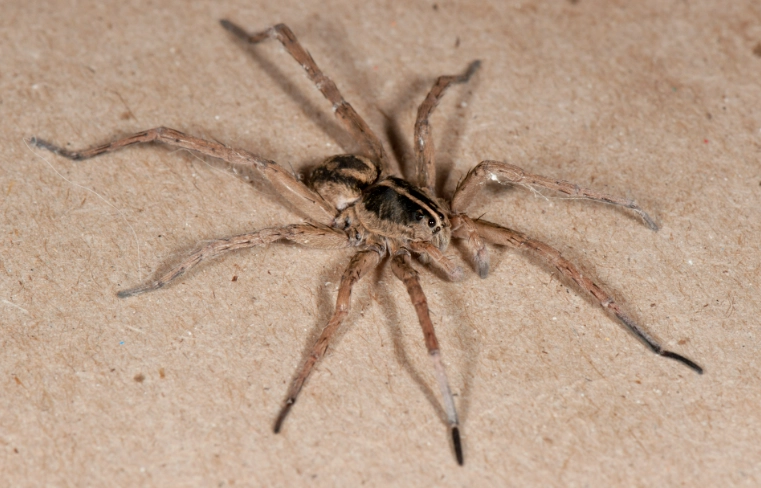 kansas wolf spider