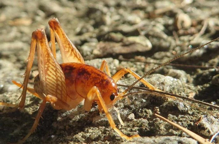 how to get rid of camel crickets