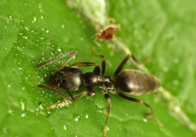 get rid of odorous house ants