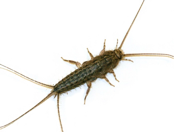 silverfish control