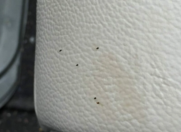 bed bug nymph stages