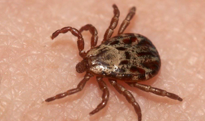 how long do ticks live