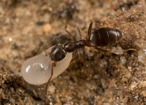 odorous house ant infestation