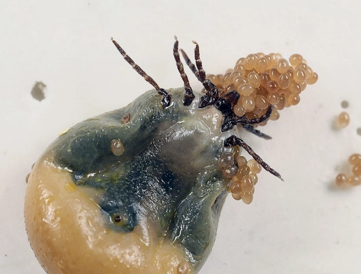 tick life cycle stages