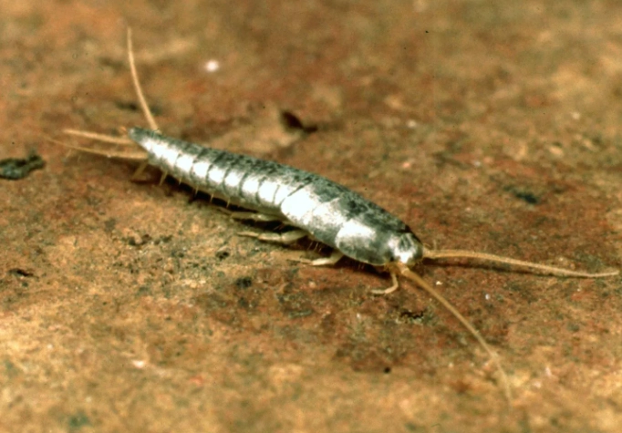 silverfish control