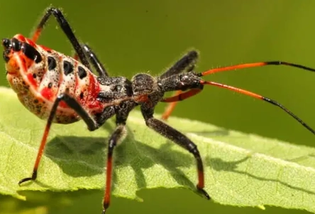 assassin bug bite