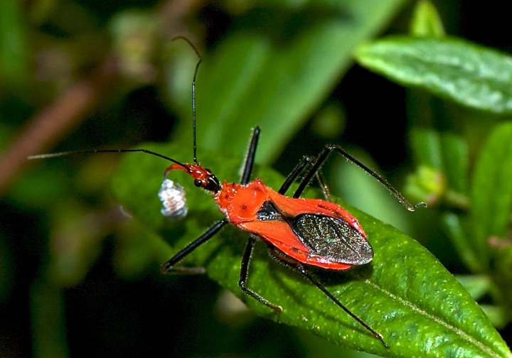 Red Assassin Bug Red Assassin Bug