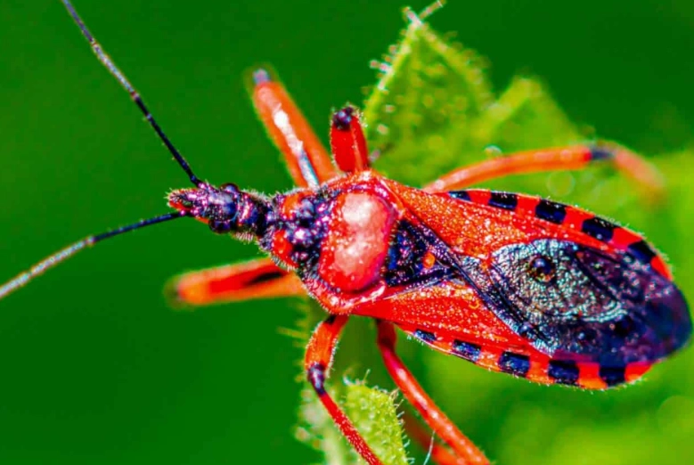 assassin bug