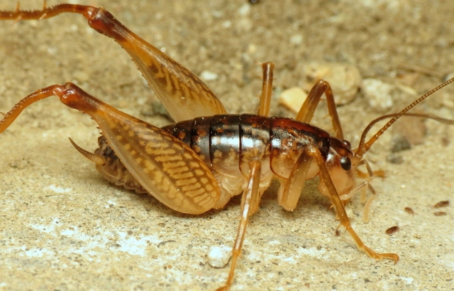camel cricket control