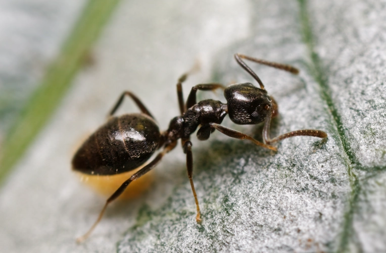 odorous house ant infestation
