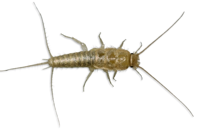 silverfish infestation