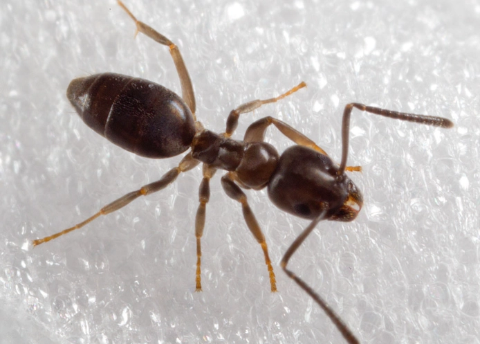odorous house ant control