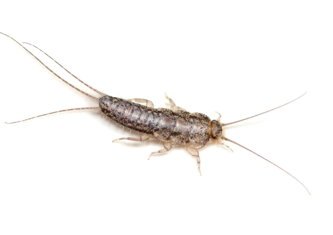 silverfish control
