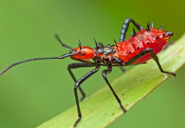 beneficial garden insects beneficial garden insects