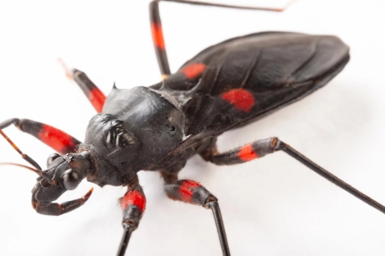 Assassin Bug bite Assassin Bug bite