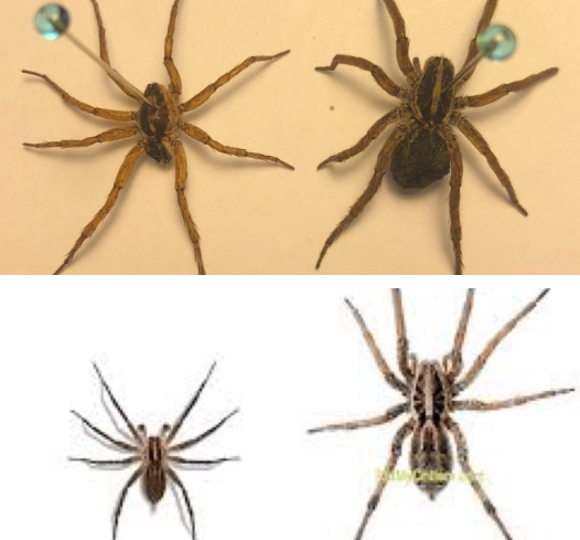 common spiders