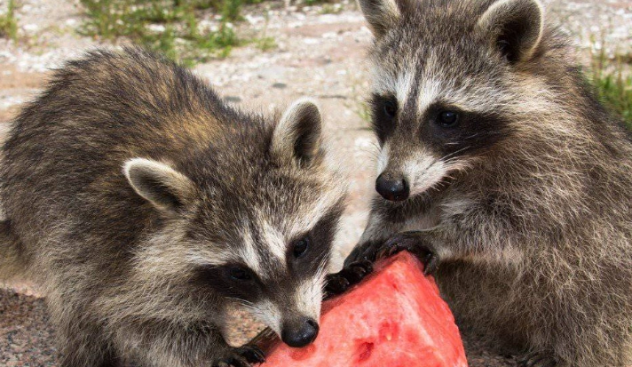 raccoon diet raccoon diet