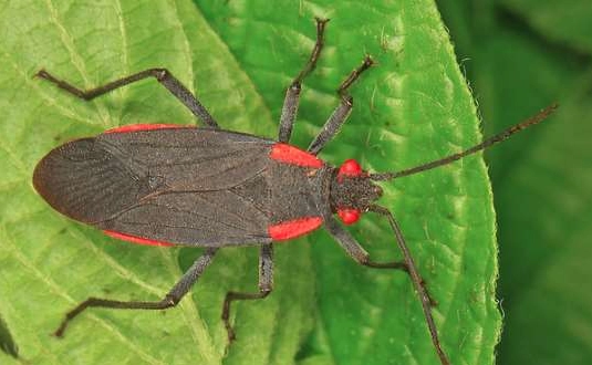 red and black beetles red and black beetles