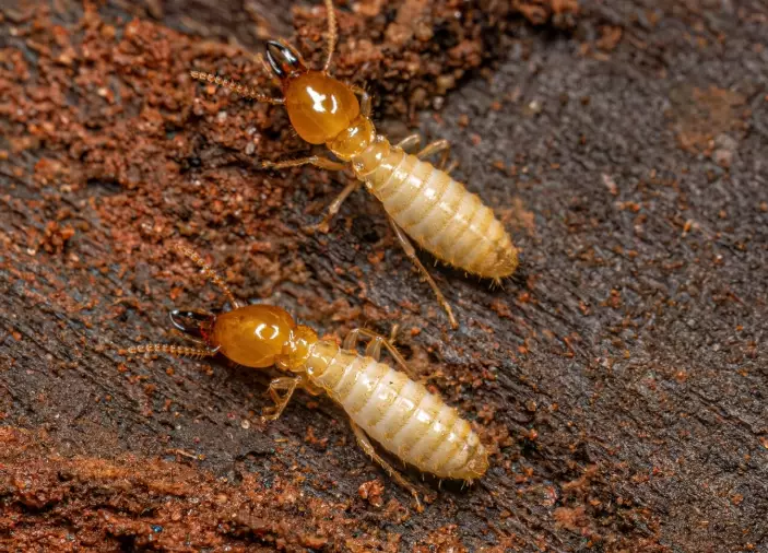 termite control