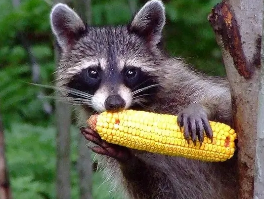 raccoon diet raccoon diet