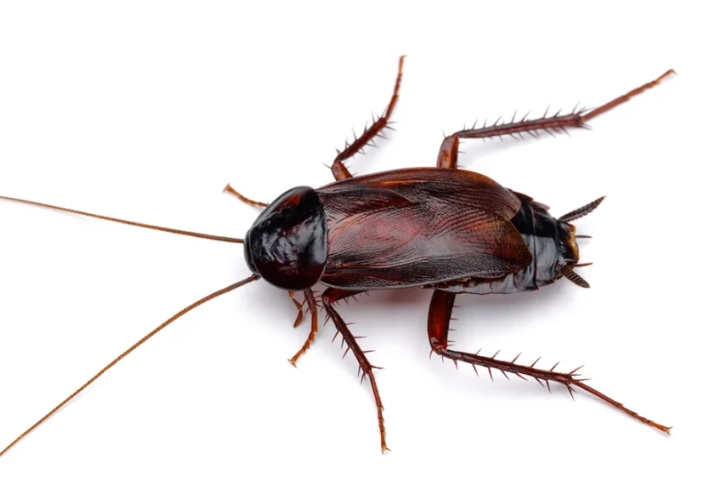 oriental cockroach infestation oriental cockroach infestation