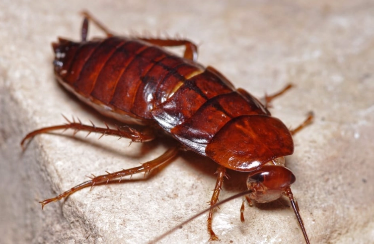 oriental cockroach infestation oriental cockroach infestation