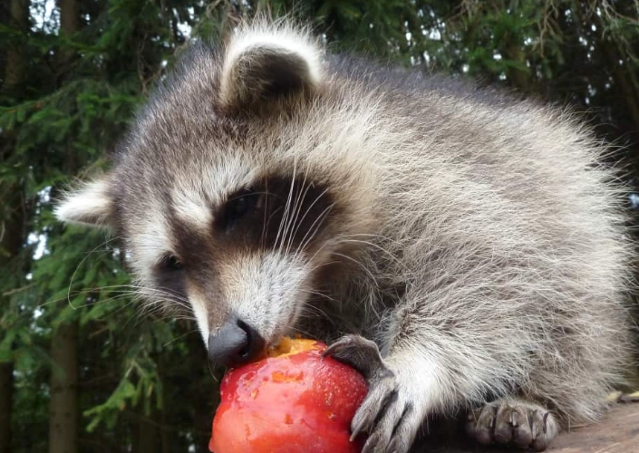 what to feed raccoons what to feed raccoons