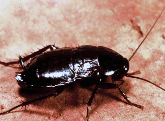 oriental cockroach infestation oriental cockroach infestation