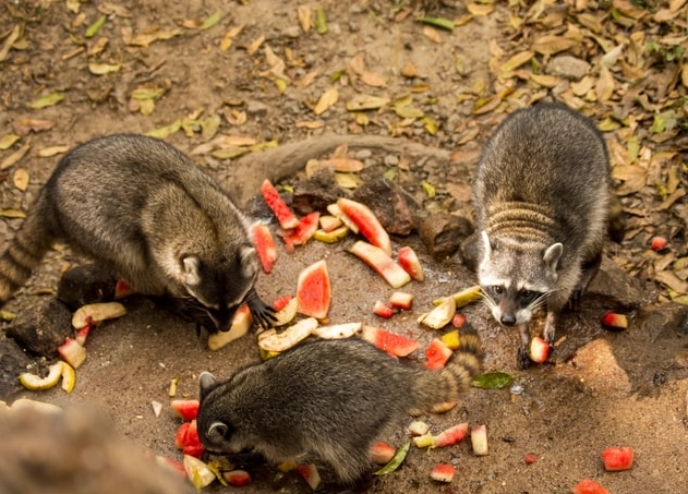 what to feed raccoons what to feed raccoons