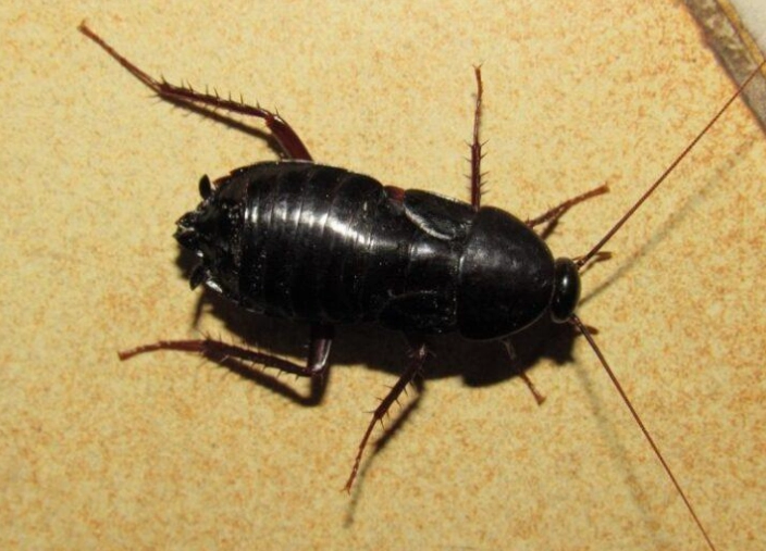 oriental cockroach vs german cockroach oriental cockroach vs german cockroach