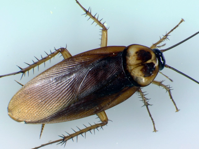 american cockroach infestation