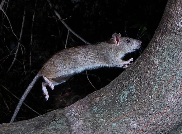 roof rats prevention