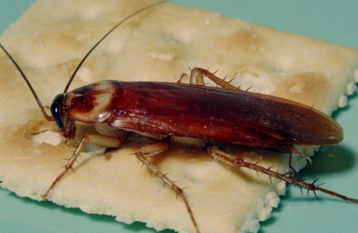 american cockroach control