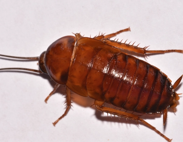 get rid of american cockroaches
