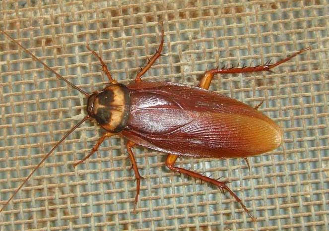 american cockroach control