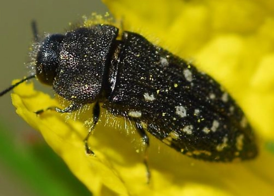 carpet beetle larvae