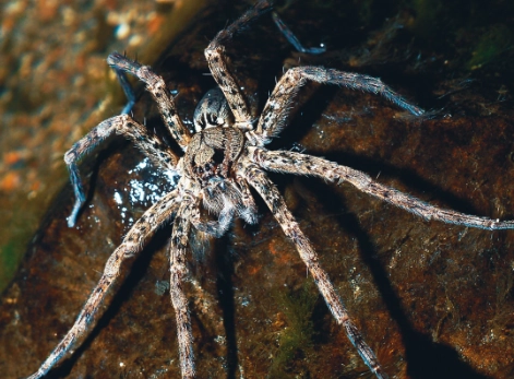 yellow jacket identification