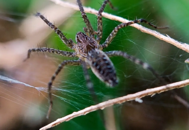 yellow jacket identification
