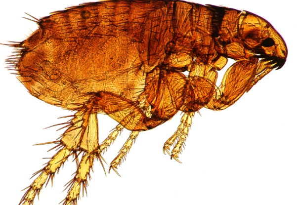 flea control