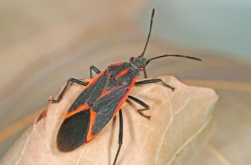 black and orange beetle