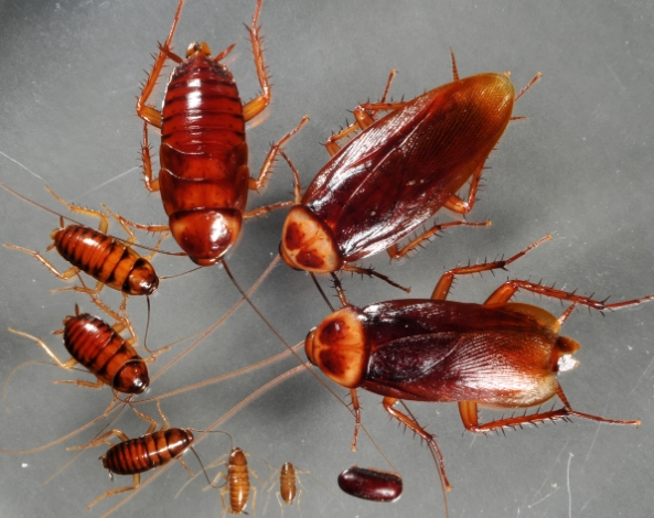 prevent cockroach infestation prevent cockroach infestation