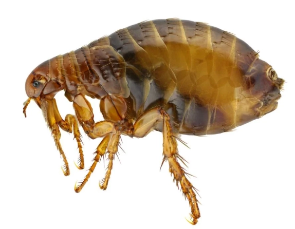 how to get rid of fleas