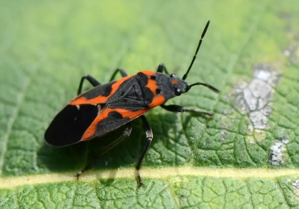 are orange and black bugs poisonous