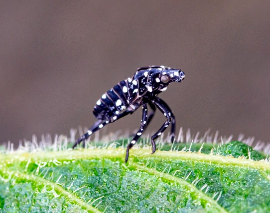 tiny black bugs with white spots