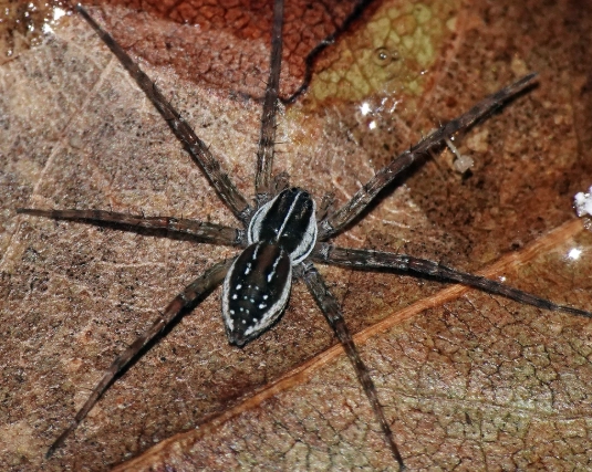 how to get rid of yellow jackets